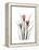 Pink Crocus Portrait-Albert Koetsier-Framed Stretched Canvas