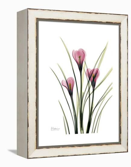 Pink Crocus Portrait-Albert Koetsier-Framed Stretched Canvas