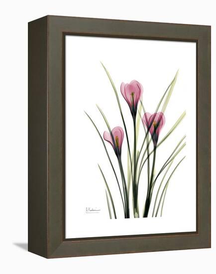 Pink Crocus Portrait-Albert Koetsier-Framed Stretched Canvas