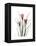 Pink Crocus Portrait-Albert Koetsier-Framed Stretched Canvas