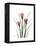 Pink Crocus Portrait-Albert Koetsier-Framed Stretched Canvas