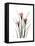 Pink Crocus Portrait-Albert Koetsier-Framed Stretched Canvas