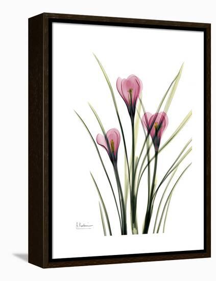 Pink Crocus Portrait-Albert Koetsier-Framed Stretched Canvas