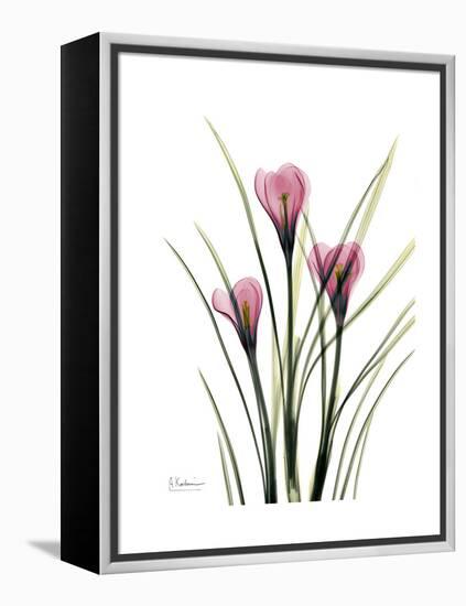 Pink Crocus Portrait-Albert Koetsier-Framed Stretched Canvas