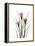 Pink Crocus Portrait-Albert Koetsier-Framed Stretched Canvas