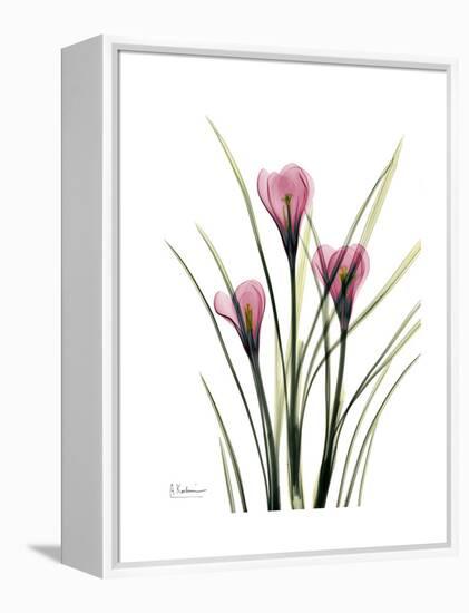 Pink Crocus Portrait-Albert Koetsier-Framed Stretched Canvas