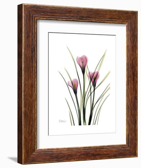 Pink Crocus Portrait-Albert Koetsier-Framed Premium Giclee Print