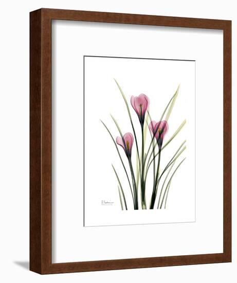 Pink Crocus Portrait-Albert Koetsier-Framed Premium Giclee Print