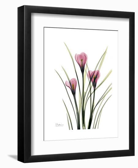 Pink Crocus Portrait-Albert Koetsier-Framed Premium Giclee Print