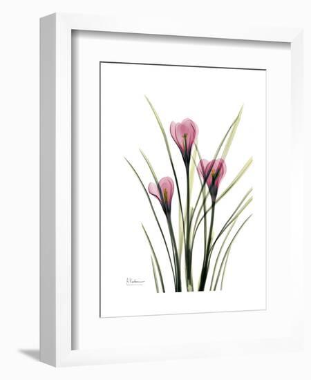 Pink Crocus Portrait-Albert Koetsier-Framed Premium Giclee Print