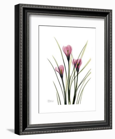 Pink Crocus Portrait-Albert Koetsier-Framed Premium Giclee Print