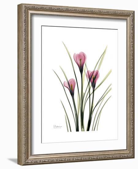 Pink Crocus Portrait-Albert Koetsier-Framed Premium Giclee Print