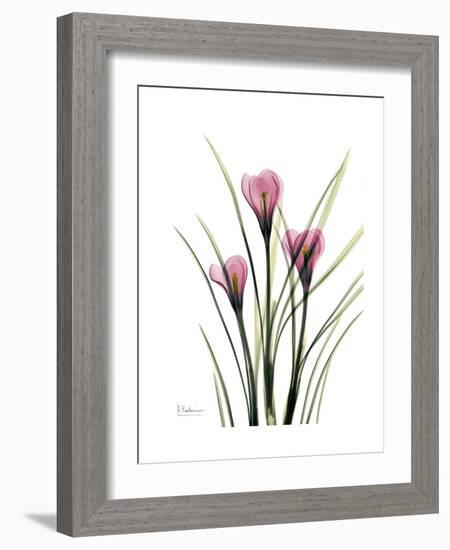 Pink Crocus Portrait-Albert Koetsier-Framed Premium Giclee Print