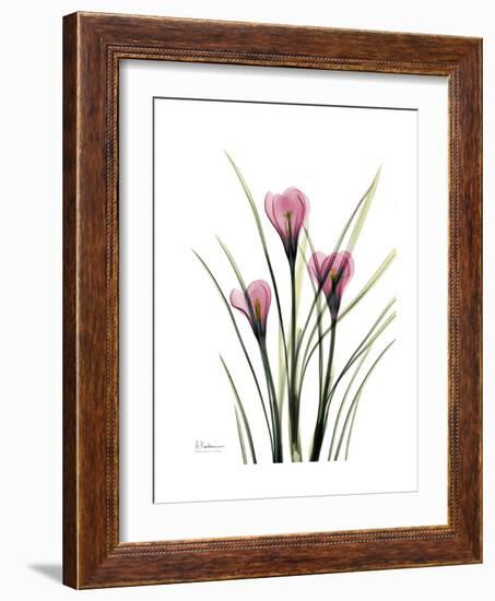 Pink Crocus Portrait-Albert Koetsier-Framed Premium Giclee Print