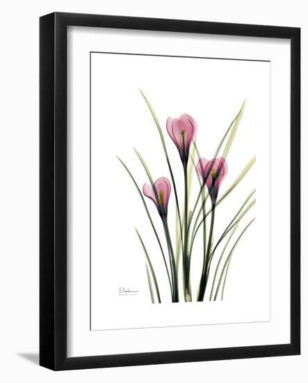 Pink Crocus Portrait-Albert Koetsier-Framed Premium Giclee Print