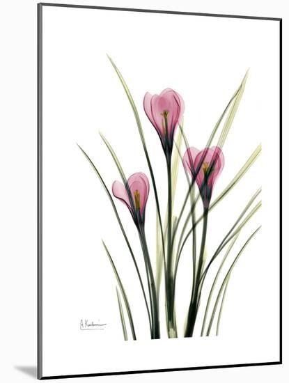 Pink Crocus Portrait-Albert Koetsier-Mounted Premium Giclee Print