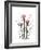 Pink Crocus Portrait-Albert Koetsier-Framed Premium Giclee Print