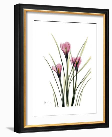 Pink Crocus Portrait-Albert Koetsier-Framed Premium Giclee Print