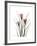 Pink Crocus Portrait-Albert Koetsier-Framed Premium Giclee Print