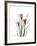 Pink Crocus Portrait-Albert Koetsier-Framed Premium Giclee Print