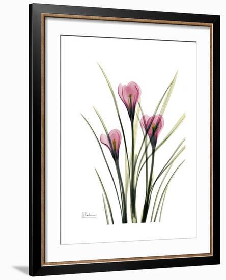 Pink Crocus Portrait-Albert Koetsier-Framed Premium Giclee Print