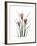 Pink Crocus Portrait-Albert Koetsier-Framed Premium Giclee Print