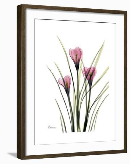 Pink Crocus Portrait-Albert Koetsier-Framed Premium Giclee Print