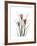 Pink Crocus Portrait-Albert Koetsier-Framed Premium Giclee Print