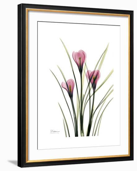 Pink Crocus Portrait-Albert Koetsier-Framed Premium Giclee Print