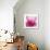 Pink Cyclamen Abstract No 255-Shams Rasheed-Giclee Print displayed on a wall