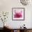 Pink Cyclamen Abstract No 255-Shams Rasheed-Framed Giclee Print displayed on a wall