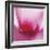 Pink Cyclamen Abstract No 255-Shams Rasheed-Framed Giclee Print