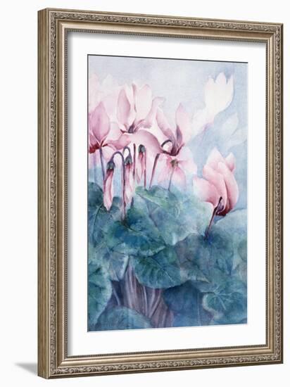 Pink Cyclamen Pseudibericum-Karen Armitage-Framed Giclee Print