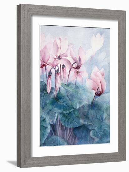 Pink Cyclamen Pseudibericum-Karen Armitage-Framed Giclee Print