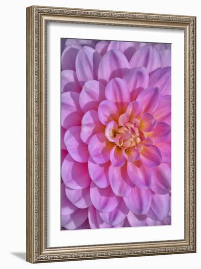 Pink Dahlia Flower-Cora Niele-Framed Giclee Print