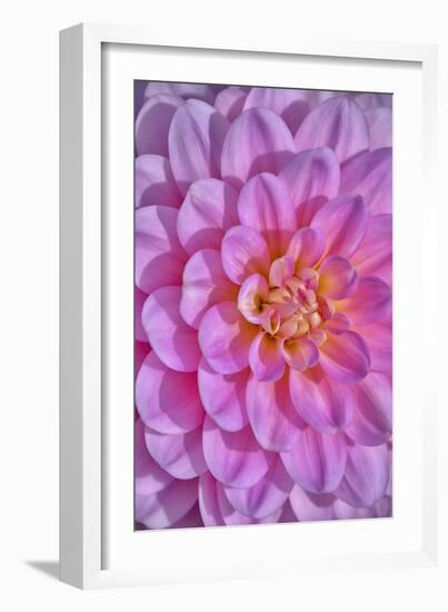 Pink Dahlia Flower-Cora Niele-Framed Giclee Print