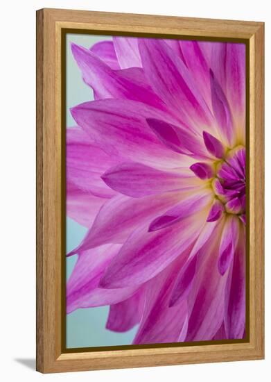 Pink Dahlia I-Kathy Mahan-Framed Premier Image Canvas