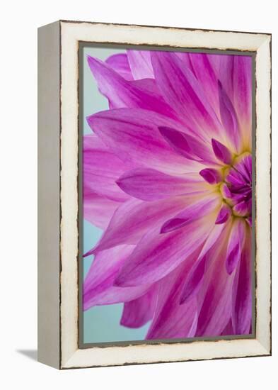 Pink Dahlia I-Kathy Mahan-Framed Premier Image Canvas