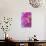 Pink Dahlia I-Kathy Mahan-Photographic Print displayed on a wall