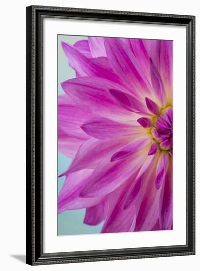 Pink Dahlia I-Kathy Mahan-Framed Photographic Print