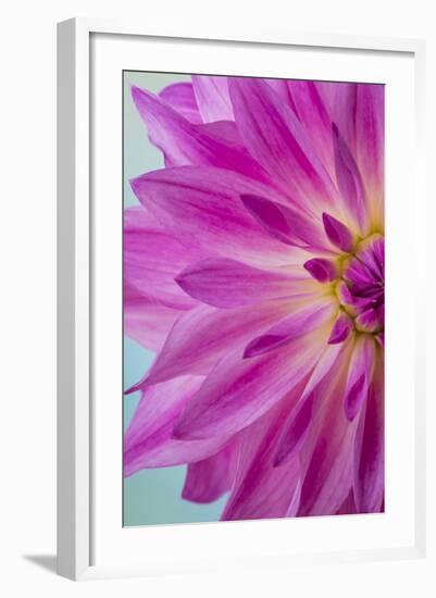 Pink Dahlia I-Kathy Mahan-Framed Photographic Print