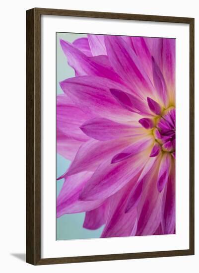 Pink Dahlia I-Kathy Mahan-Framed Photographic Print