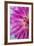 Pink Dahlia I-Kathy Mahan-Framed Photographic Print