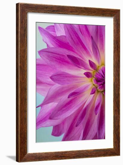 Pink Dahlia I-Kathy Mahan-Framed Photographic Print