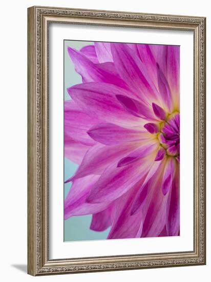 Pink Dahlia I-Kathy Mahan-Framed Photographic Print