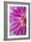 Pink Dahlia I-Kathy Mahan-Framed Photographic Print