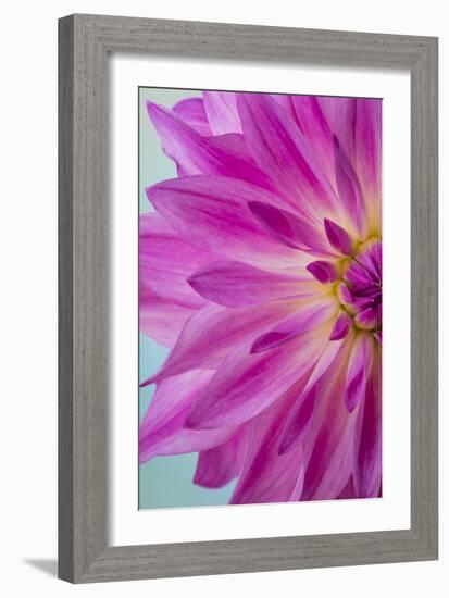 Pink Dahlia I-Kathy Mahan-Framed Photographic Print