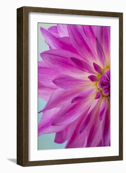 Pink Dahlia I-Kathy Mahan-Framed Photographic Print