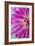 Pink Dahlia I-Kathy Mahan-Framed Photographic Print