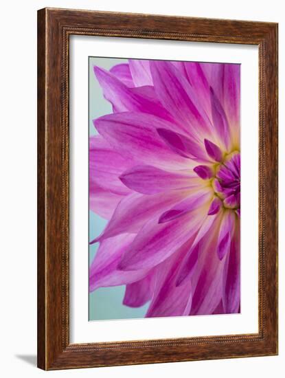 Pink Dahlia I-Kathy Mahan-Framed Photographic Print